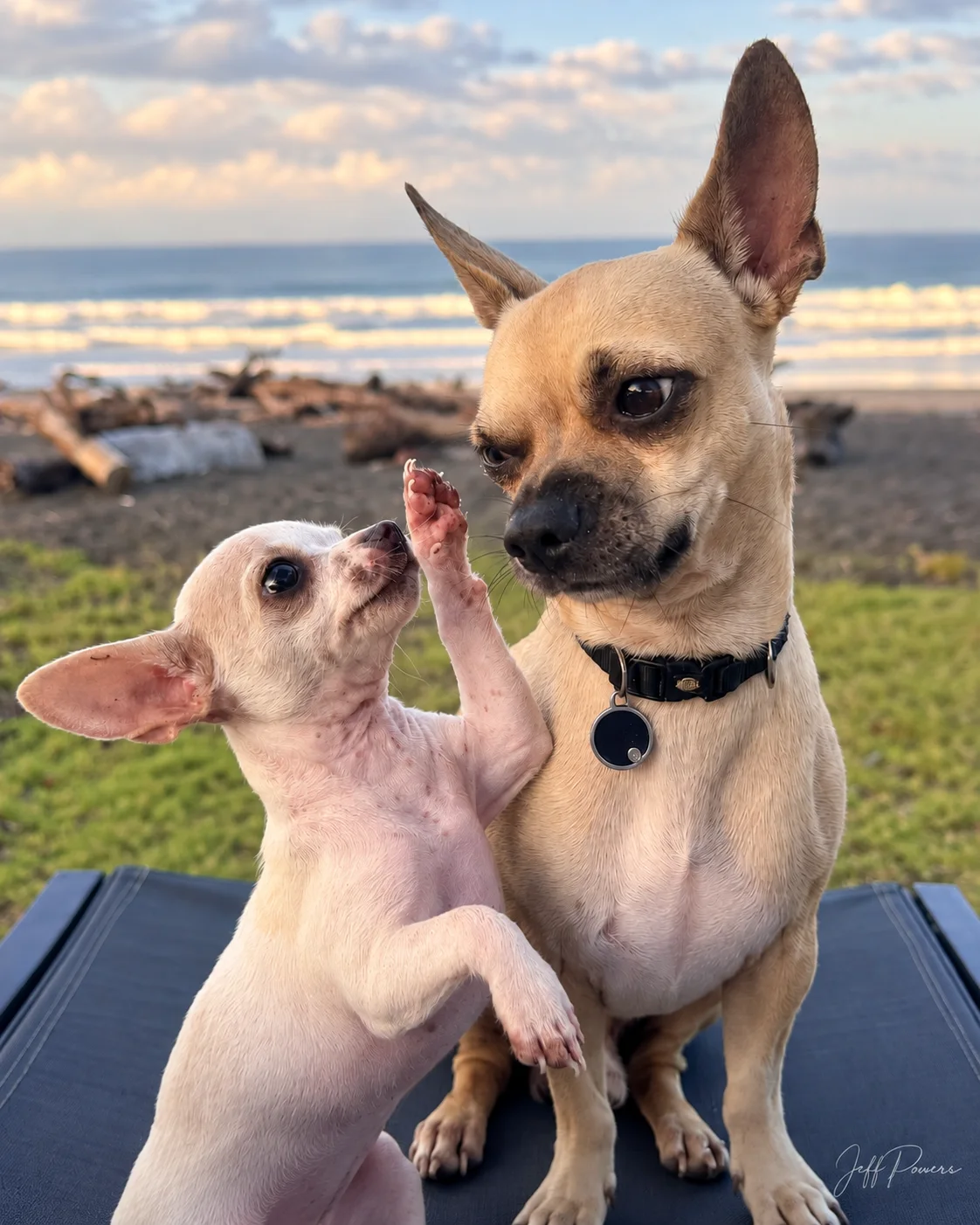 Adrian raises a paw toward Rocky with the Playa Hermosa surf behind them
