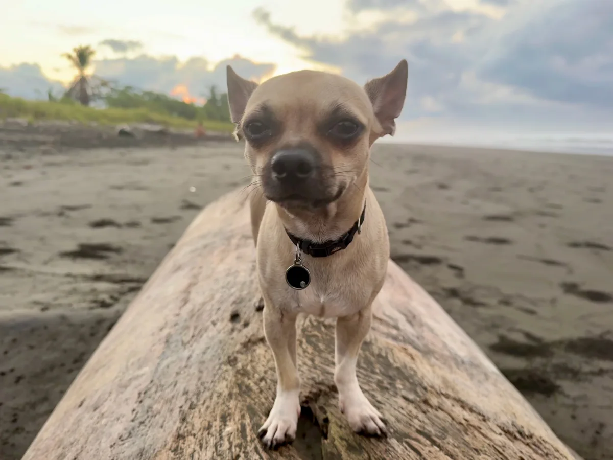 Rocky standing on driftwood beneath a brilliant Playa Hermosa sunset